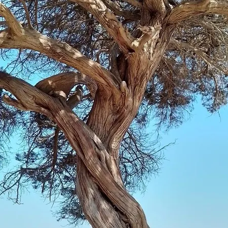 Borgo Santo Stefano 住宿加早餐酒店